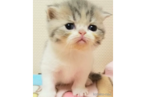 販売中の京都府のエキゾチックショートヘア-116348の2枚目